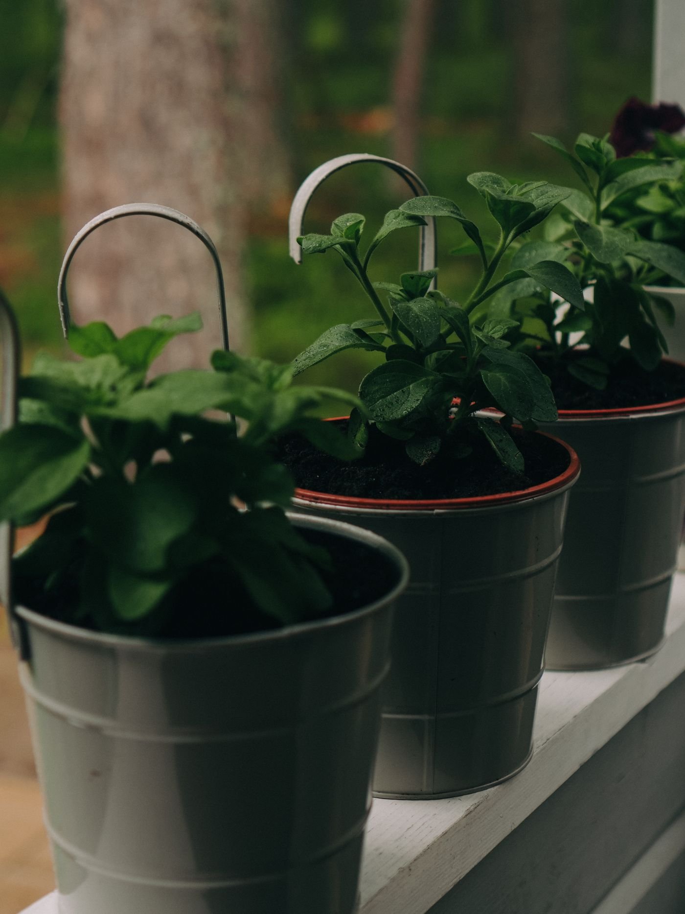 Vasos com plantas verdes apoiados no parapeito da varanda