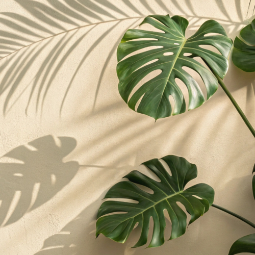 Planta Costela-de-Adão recebendo luz indireta em uma parede clara.