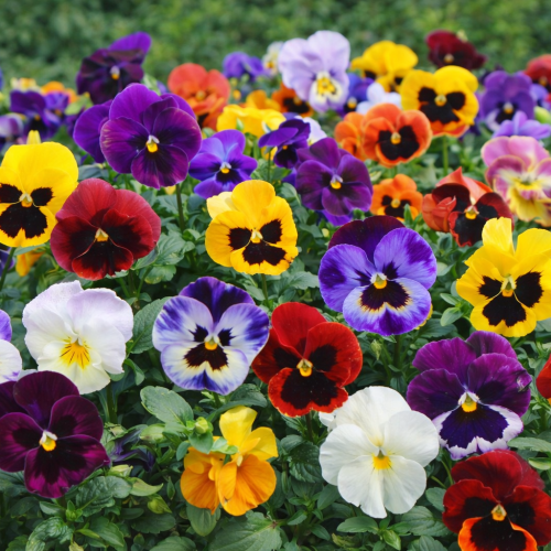 Amor-perfeito em floração com flores coloridas cultivadas em jardim, ilustrando variedade de cores e fácil adaptação da planta