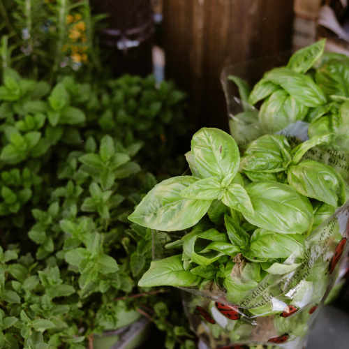 Manjericão cultivado em vasos junto a outras ervas, com folhas verdes e saudáveis em ambiente de horta