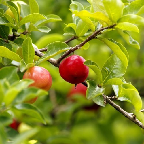Acerola madura vermelha pendurada no galho da aceroleira