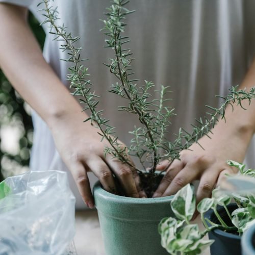 Mãos transplantando alecrim para vaso de cerâmica verde — como cultivar alecrim em vaso