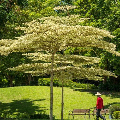 Árvore ornamental com floração branca em jardim paisagístico com gramado verde