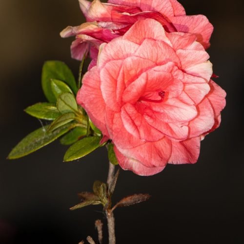 Flor de azaleia rosa dobrada vista de perto