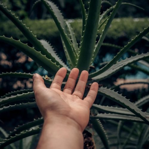 Mão próxima às folhas espinhosas de uma babosa grande no jardim