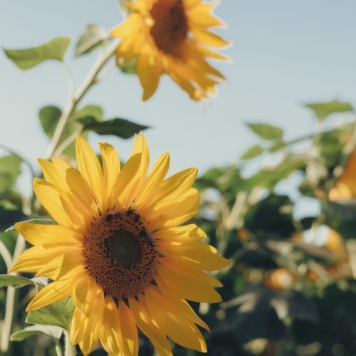 Girassol florido em um campo de girassóis em Holambra, São Paulo