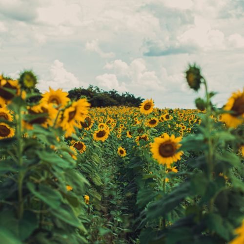 Campo de girassóis floridos em Birigui, São Paulo