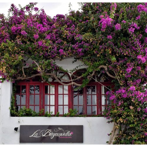 Fachada de casa coberta por primavera de brácteas pink