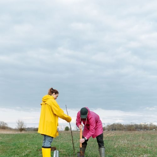 Casal plantando uma muda de árvore no campo em um dia nublado, boa época para plantar frutíferas
