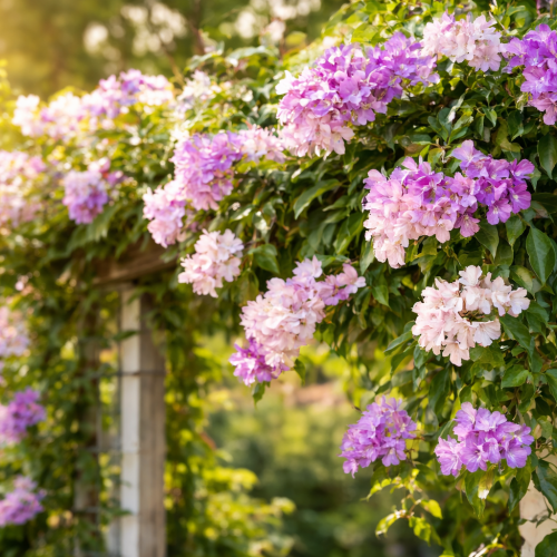 Cipó-alho em floração, com flores lilás, rosas e brancas distribuídas pela trepadeira em jardim ensolarado