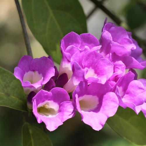 Cacho de flores roxas de cipó-alho em plena floração