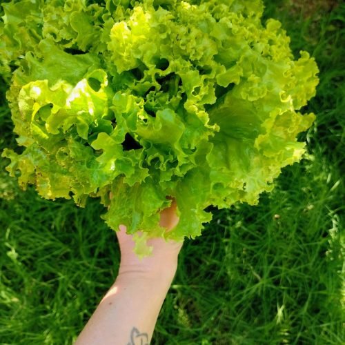 Mão segurando alface crespa recém-colhida no jardim — cultivo de alface em casa