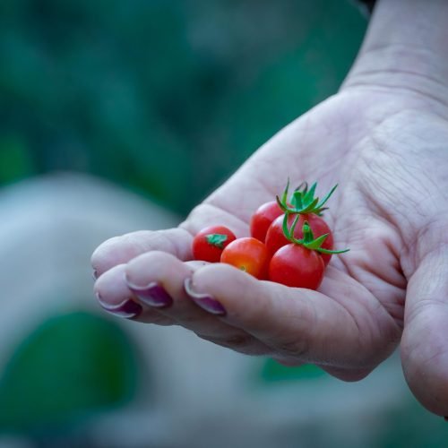 Mão segurando tomates-cereja recém-colhidos no jardim — cultivo em vaso em casa