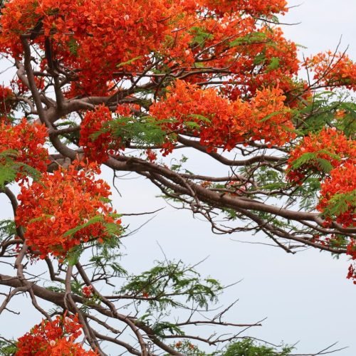 Galhos de flamboyant cobertos de flores vermelho-alaranjadas contra o céu claro
