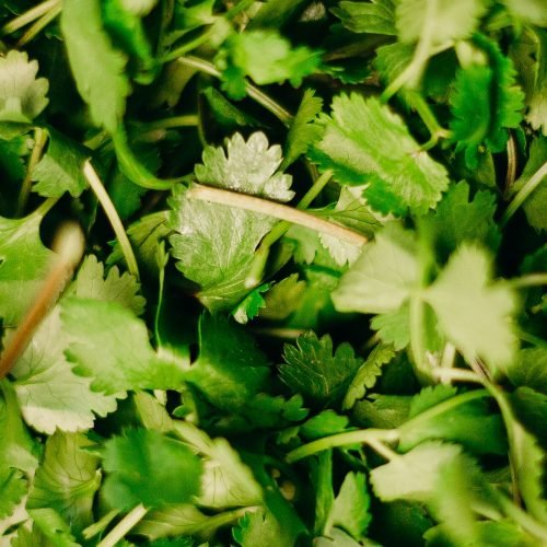 Folhas frescas de coentro recém-colhidas, em close, com tons de verde intenso
