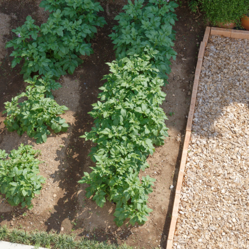 Horta doméstica vista de cima, com canteiros organizados de hortaliças cultivadas no solo e área de circulação com cobertura