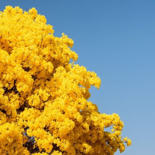Ipê-amarelo florido contra o céu azul de Brasília