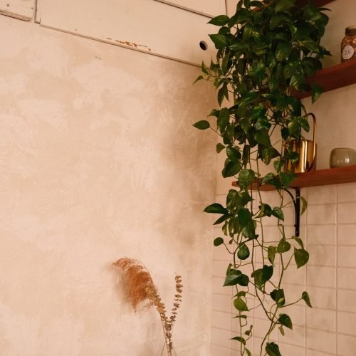 Planta jiboia pendendo de uma prateleira no canto da cozinha