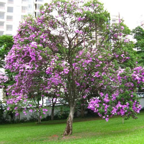 Manacá-da-serra todo florido num gramado urbano