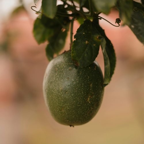 Maracujá verde madurando na planta com gavinhas ao fundo — como cultivar maracujá em vaso