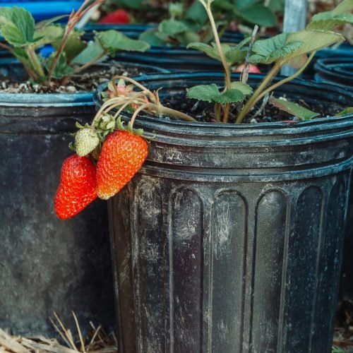 Morangos maduros cultivados em vaso preto com mulching de palha — morango em vaso em casa
