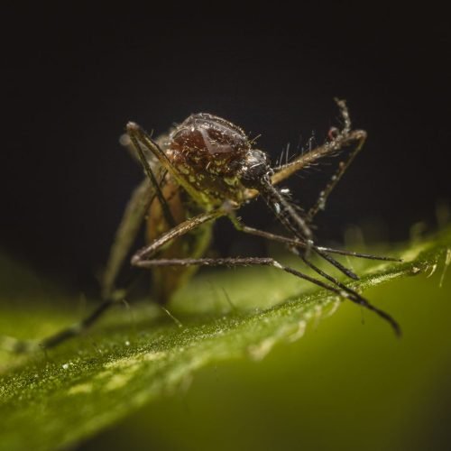 Mosquito pousado sobre uma folha verde