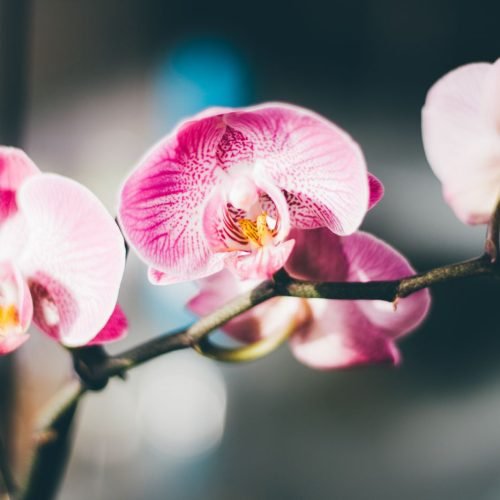 Flores cor-de-rosa de orquídea Phalaenopsis em uma haste arqueada