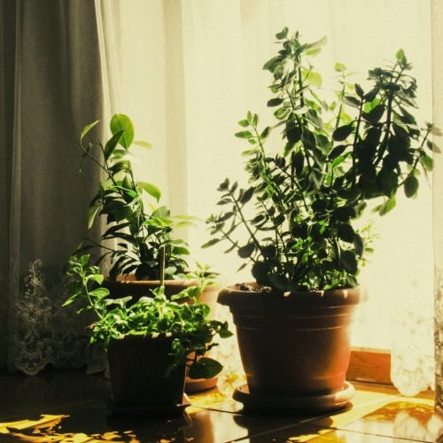 Vasos de plantas em ambientes quentes, banhados de sol forte ao lado de uma janela com cortina
