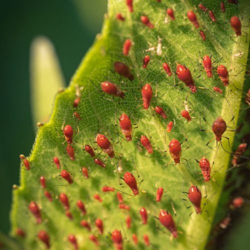 colônia de pulgões vermelhos em folha verde close macro