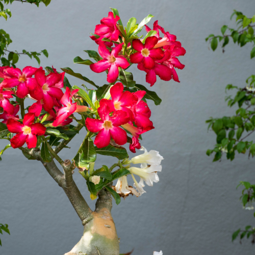 Rosa-do-deserto saudável em floração, com flores vermelhas e brancas em ambiente externo ensolarado
