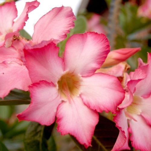 Flores cor-de-rosa de rosa-do-deserto abertas em cacho