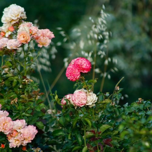 Roseiras floridas com rosas cor-de-rosa e brancas num jardim