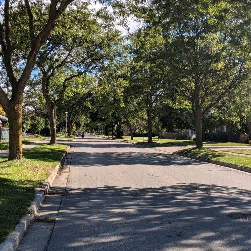 Rua arborizada com copas contínuas, tipo de sombra que a sibipiruna forma em muitas cidades